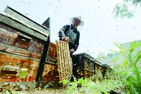 今年76岁的刘新才养了大半辈子蜜蜂